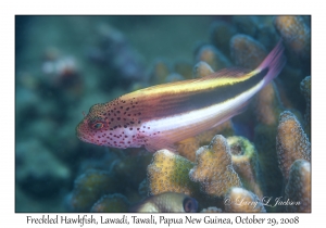 Freckled Hawkfish