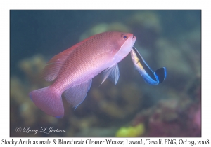 Stocky Anthias male & Bluestreak Cleaner Wrasse terminal phase