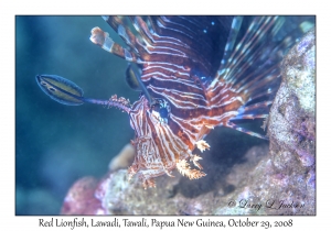 Red Lionfish