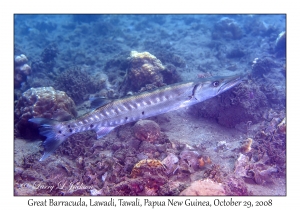 Great Barracuda