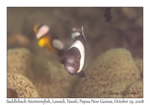 Saddleback Anemonefish