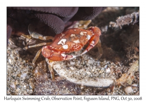 Harlequin Swimming Crab