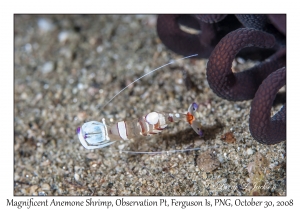 Magnificent Anemone Shrimp