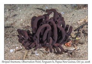 Striped Anemone