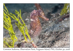 Common Seahorse