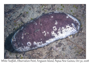 White Teatfish (Sea Cucumber)