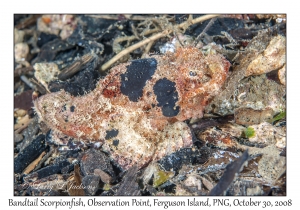 Bandtail Scorpionfish