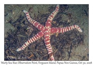 Warty Sea Star