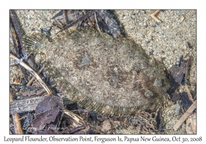 Leopard Flounder