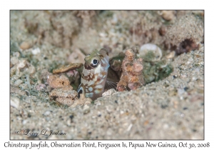 Chinstrap Jawfish