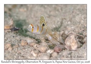 Randall's Shrimpgoby