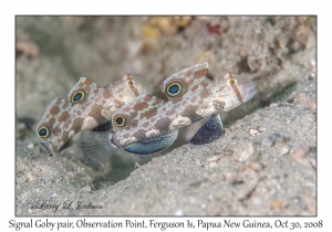 Signal Gobies