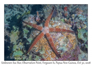 Unknown Sea Star