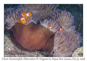 Clown Anemonefish