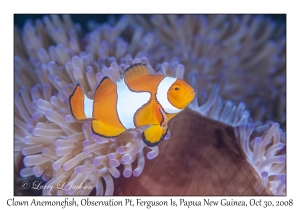 Clown Anemonefish