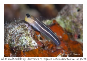 White-lined Coralblenny