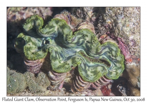 Fluted Giant Clam