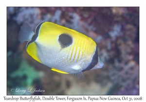 Teardrop Butterflyfish