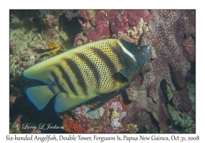 Six-banded Angelfish