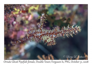 Ornate Ghost Pipefish female