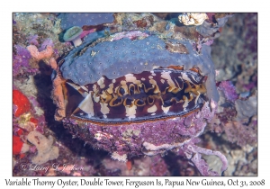 Variable Thorny Oyster