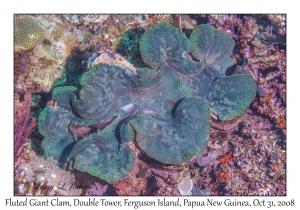 Fluted Giant Clam