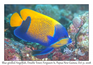 Blue-girdled Angelfish