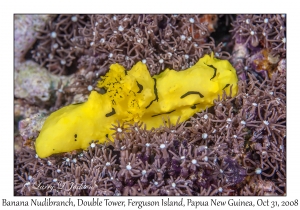 Banana Nudibranch