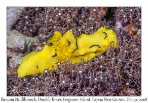 Banana Nudibranch
