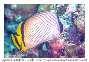 Vagabond Butterflyfish