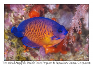 Two-spined Angelfish