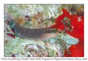 Pictus Coralblenny