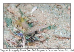 Tangaroa Shrimpgoby