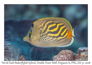Dot & Dash Butterflyfish hybrid
