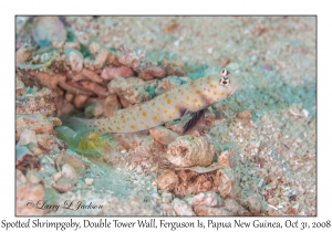 Spotted Shrimpgoby