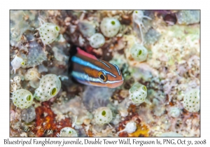 Bluestriped Fangblenny juvenile