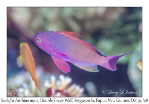 Scalefin Anthias male