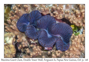 Maxima Giant Clam