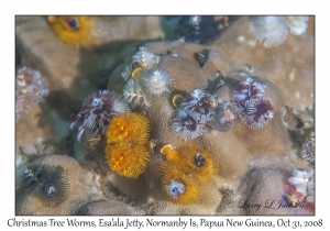 Christmas Tree Worms