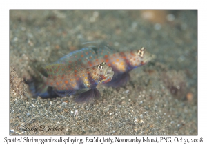 Spotted Shrimpgobies displaying