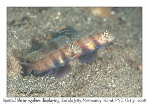 Spotted Shrimpgobies displaying