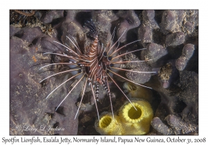 Spotfin Lionfish