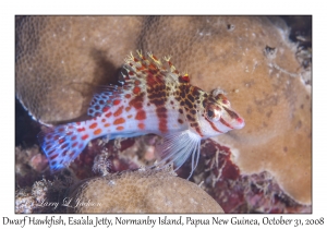 Dwarf Hawkfish