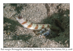 Red-margin Shrimpgoby