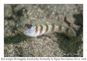 Red-margin Shrimpgoby