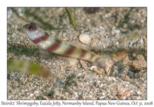 Steinitz' Shrimpgoby