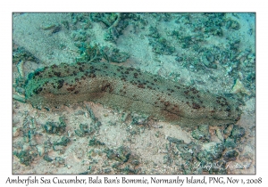 Amberfish Sea Cucumber