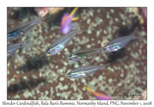 Slender Cardinalfish