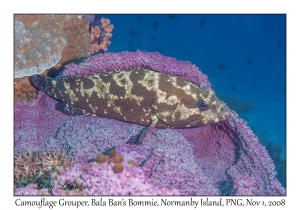 Camouflage Grouper