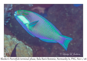 Bleeker's Parrotfish terminal phase